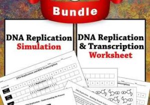 Cell Cycle and Dna Replication Practice Worksheet Key and Dna Replication Modeling Teaching Resources