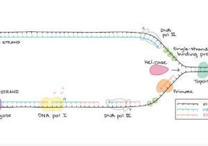 Cell Cycle and Dna Replication Practice Worksheet Key as Well as Molecular Mechanism Of Dna Replication Article