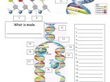 Cell Cycle and Dna Replication Practice Worksheet Key or 183 Best Genetics Images On Pinterest