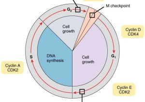 Cell Cycle and Dna Replication Practice Worksheet Key or 3 5 Cell Growth and Division – Anatomy and Physiology