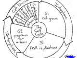 Cell Cycle and Dna Replication Practice Worksheet Key or Cell Cycle Coloring Worksheet Kidz Activities