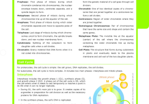 Cell Cycle and Mitosis Worksheet Along with Cell Division Worksheet Answers 12 1 Sewdarncute