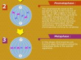 Cell Cycle and Mitosis Worksheet Also 102 Best Biology Images On Pinterest
