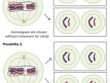 Cell Cycle and Mitosis Worksheet Also Cell Cycle and Mitosis Worksheet Answers Elegant Ual Life Cycles