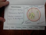 Cell Cycle and Mitosis Worksheet and Old Fashioned Mitosis Flip Book Template Inspiration Professional