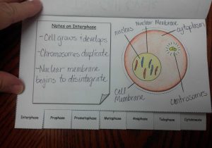 Cell Cycle and Mitosis Worksheet and Old Fashioned Mitosis Flip Book Template Inspiration Professional