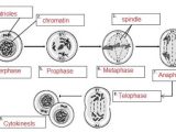 Cell Cycle and Mitosis Worksheet Answer Key Along with Worksheets 47 New Mitosis Worksheet Full Hd Wallpaper Graphs