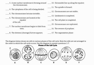 Cell Cycle and Mitosis Worksheet Answer Key Also Worksheet Answers for Biology Kidz Activities