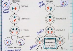 Cell Cycle and Mitosis Worksheet Answer Key or Cell Cycle and Mitosis Worksheet Answers Inspirational 1275 Best