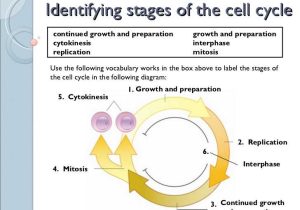 Cell Cycle and Mitosis Worksheet Answer Key or Diagram Mitosis Worksheet Answers Wallpapers 47 New Mitosis