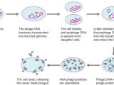 Cell Cycle and Mitosis Worksheet Answers and Beautiful Mitosis Worksheet Answer Key Lovely Mitosis Worksheet