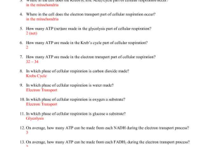 Cell Cycle and Mitosis Worksheet Answers as Well as Inspirational the Cell Cycle Worksheet New Cell Division Mitosis and