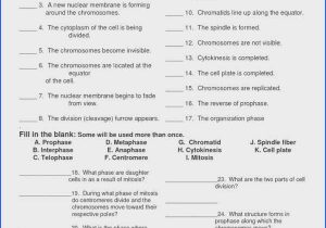 Cell Cycle and Mitosis Worksheet Answers as Well as Mitosis Worksheet