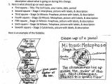 Cell Cycle and Mitosis Worksheet Answers or 110 Best Cells Mitosis Images On Pinterest