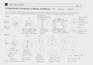 Cell Cycle and Mitosis Worksheet Answers together with Mitosis and the Cell Cycle Worksheet Choice Image Worksheet Math
