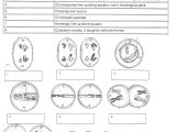 Cell Cycle and Mitosis Worksheet or Cell Division and Mitosis Worksheet Math Phases Meiosis Best