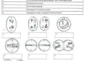 Cell Cycle and Mitosis Worksheet or Cell Division and Mitosis Worksheet Math Phases Meiosis Best