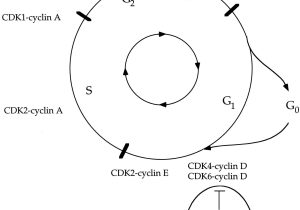 Cell Cycle and Mitosis Worksheet with Mitosis Cell Division Diagram Unique Cell Cycle and Mitosis