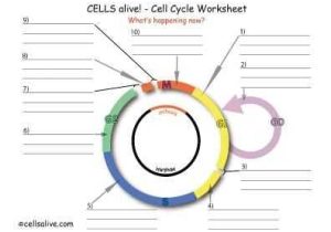 Cell Cycle Coloring Worksheet Along with Cell Division Worksheets Animal Cell Cycle Best Biologie