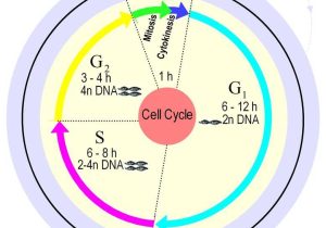 Cell Cycle Coloring Worksheet Along with the Cell Cycle Coloring Worksheet Key the Best Worksheets Image