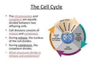 Cell Cycle Coloring Worksheet Also Biology Cell Transport and Cell Cycle 12 06 12 Thursday