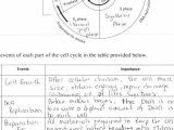 Cell Cycle Coloring Worksheet Answer Key and 20 Fresh the Cell Cycle Coloring Worksheet Answers