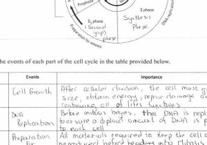 Cell Cycle Coloring Worksheet Answer Key and 20 Fresh the Cell Cycle Coloring Worksheet Answers