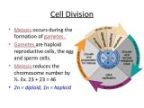 Cell Cycle Coloring Worksheet Answer Key and Anatomy and Physiology Cell Transport and the Cell Cycle