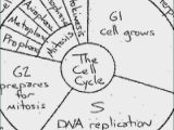 Cell Cycle Coloring Worksheet Answer Key as Well as the Cell Cycle Coloring Worksheet