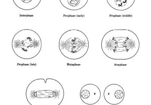 Cell Cycle Coloring Worksheet Answer Key with 42 Super Mitosis In Plants Worksheet – Free Worksheets