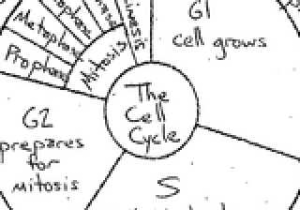 Cell Cycle Coloring Worksheet as Well as the Cell Cycle Coloring Worksheet Key the Best Worksheets Image
