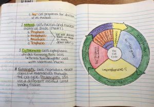 Cell Cycle Coloring Worksheet or Worksheets 42 Re Mendations the Cell Cycle Worksheet Hi Res