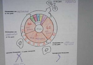 Cell Cycle Coloring Worksheet together with 110 Best Cells Mitosis Images On Pinterest