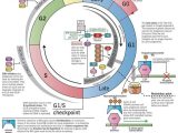 Cell Cycle Labeling Worksheet Along with the Cell Cycle and Implications for Cancer Genetics Infographic