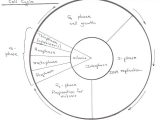 Cell Cycle Labeling Worksheet Also Worksheets 42 Re Mendations the Cell Cycle Worksheet Hi Res