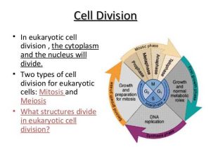Cell Cycle Labeling Worksheet Answers and Anatomy and Physiology Cell Transport and the Cell Cycle