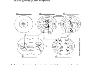 Cell Cycle Labeling Worksheet Answers together with Worksheets 47 New Mitosis Worksheet High Definition Wallpaper S