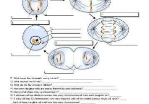 Cell Cycle Labeling Worksheet or Worksheets 42 Re Mendations the Cell Cycle Worksheet Hi Res