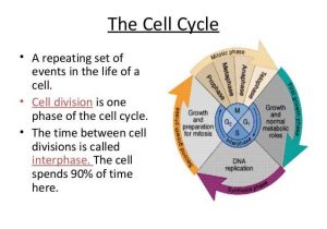 Cell Cycle Labeling Worksheet together with Biology Cell Transport and Cell Cycle 12 06 12 Thursday