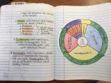 Cell Cycle Practice Worksheet as Well as Worksheets 42 Re Mendations the Cell Cycle Worksheet Hi Res