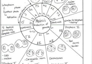 Cell Cycle Practice Worksheet with 370 Best Science Cells & Biology Images On Pinterest