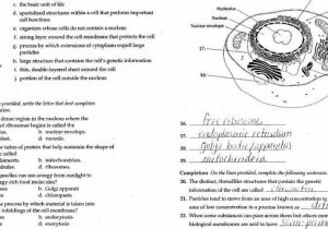 Cell Cycle Vocabulary Worksheet Answer Key or 15 Awesome the Cell Cycle Worksheet