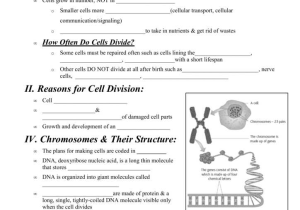 Cell Cycle Vocabulary Worksheet Answer Key or Cellular Transport and the Cell Cycle Worksheet the Best Worksheets