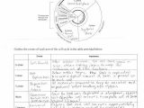 Cell Cycle Vocabulary Worksheet Answer Key or Quiz Worksheet Cell Cycle Vs Mitosis Study Division and Note T