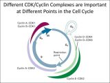 Cell Cycle Worksheet Answers and Evolution and the Foundations Of Biology Cells and Genetics