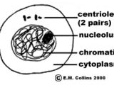 Cell Cycle Worksheet Answers as Well as Copy Of organelles by Kate Hammond