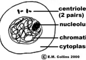 Cell Cycle Worksheet Answers as Well as Copy Of organelles by Kate Hammond