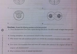 Cell Cycle Worksheet Answers Biology Along with Cellular Respirationword Puzzle Worksheet Answers Cell Reproduction