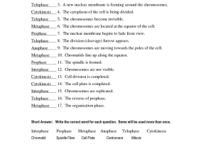 Cell Cycle Worksheet Answers Biology Along with Mitosis Worksheet Phases the Cell Cycle the Best Worksheets Image
