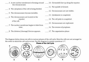 Cell Cycle Worksheet Answers Biology as Well as 40 Fresh Cells Alive Cell Cycle Worksheet Answer Key